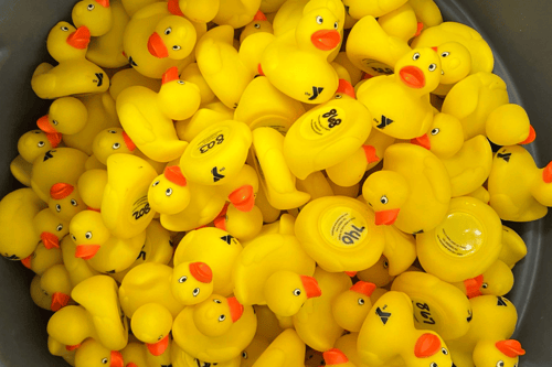 duck race ducks